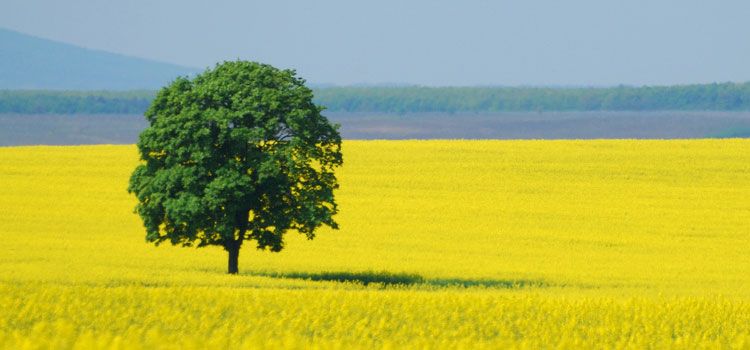 EL SENTIDO DE LA VIDA: SIGNIFICADO Y PROPÓSITO (I)