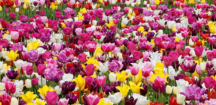 ...Y Dios creó las flores