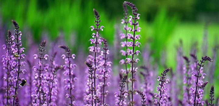 EL ESPIRITISMO RACIONALISTA La imagen de unas flores de color violeta, nos sirve para ilustrar el artículo de Amalia Domingo Soler: El espiritismo racionalista.