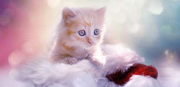 LA MEDIUMNIDAD EN LOS ANIMALES La mediumnidad en los animales