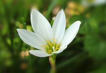 LA HUMILDAD HACE SENCILLA EL ALMA La humildad hace sencilla el alma
