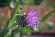 EL CARDO TAMBIÉN TIENE SU FLOR El cardo también tiene su flor