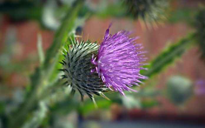 El cardo también tiene su flor