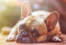 AMO A LOS ANIMALES Amo a los animales
