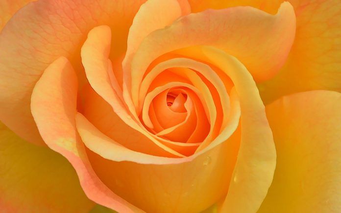 El amor: Lección de vida