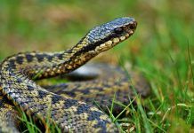 LA LEYENDA DE LA SERPIENTE Y EL SABIO La serpiente y el sabio