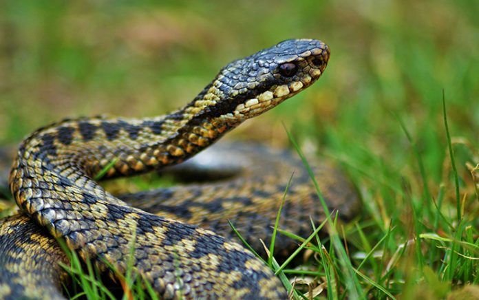 La serpiente y el sabio